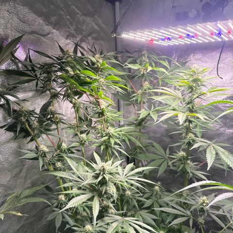 Cookies Gelato  growlog timeline photo