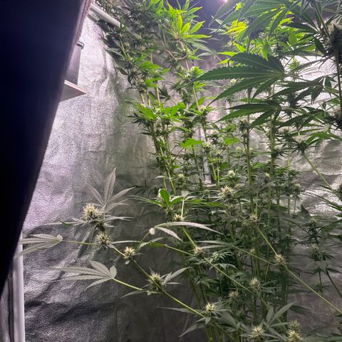 Cookies Gelato  growlog timeline photo
