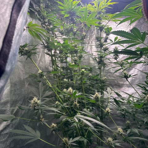 Cookies Gelato  growlog timeline photo