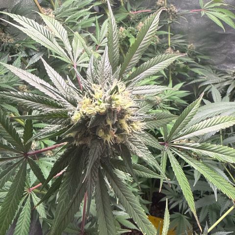 Cookies Gelato  growlog timeline photo