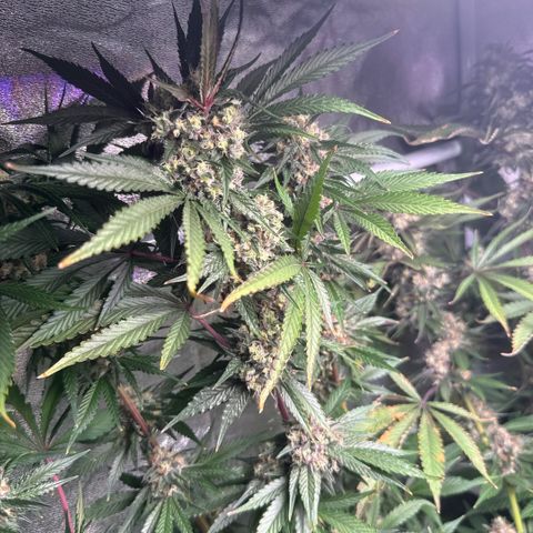 Cookies Gelato  growlog timeline photo