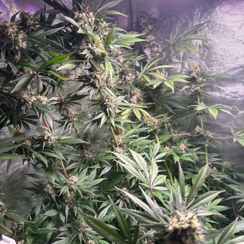 Cookies Gelato  growlog timeline photo
