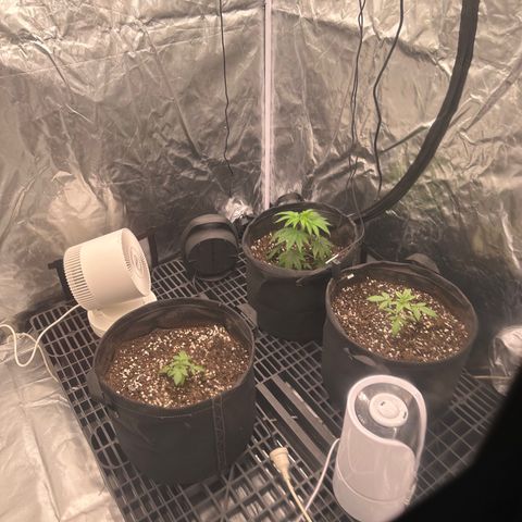 Kiyomi and 3 exotics growlog timeline photo