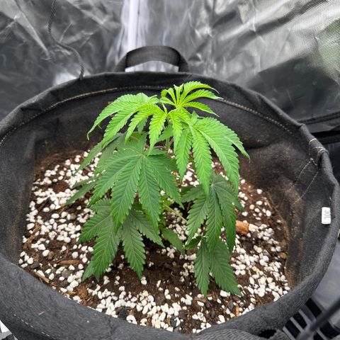 Kiyomi and 3 exotics growlog timeline photo