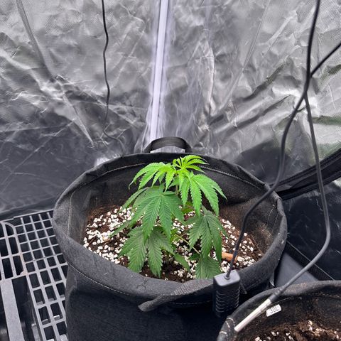 Kiyomi and 3 exotics growlog timeline photo