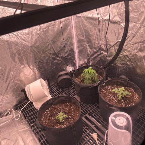 Kiyomi and 3 exotics growlog timeline photo