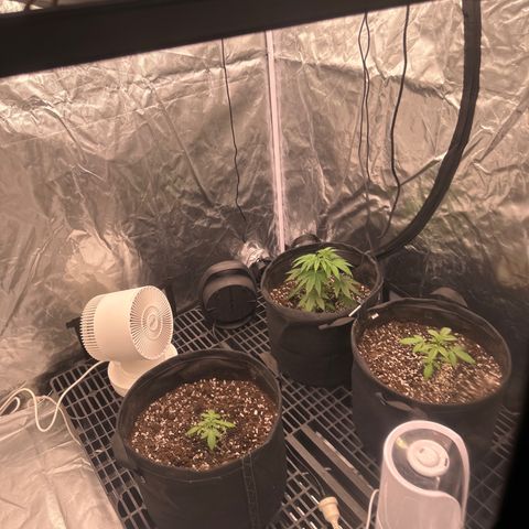 Kiyomi and 3 exotics growlog timeline photo