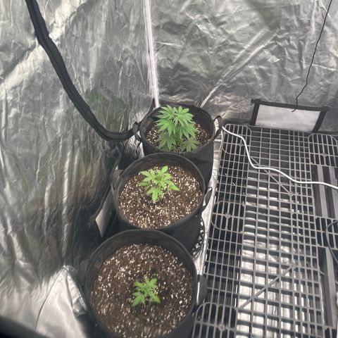 Kiyomi and 3 exotics growlog timeline photo