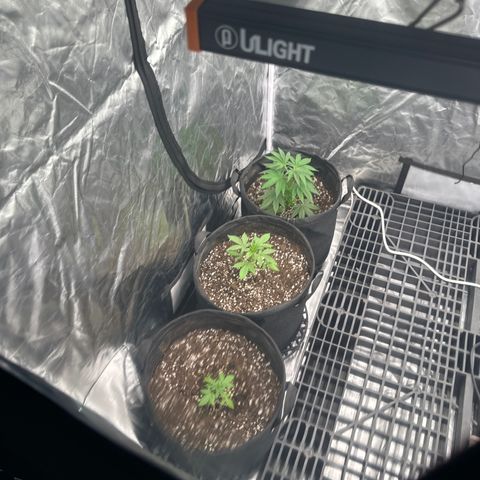 Kiyomi and 3 exotics growlog timeline photo