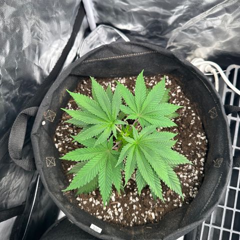 Kiyomi and 3 exotics growlog timeline photo