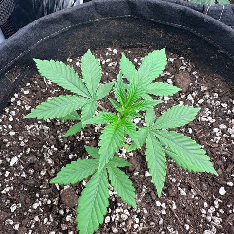 Kiyomi and 3 exotics growlog timeline photo