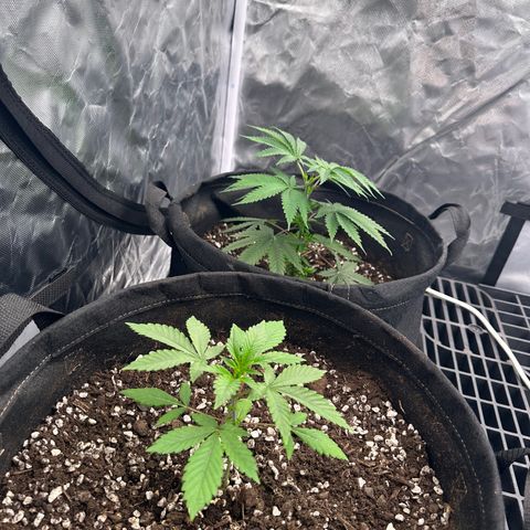 Kiyomi and 3 exotics growlog timeline photo