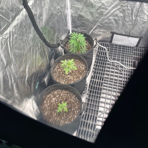 Kiyomi and 3 exotics growlog timeline photo