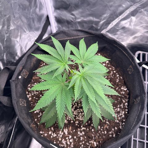 Kiyomi and 3 exotics growlog timeline photo
