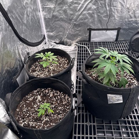 Kiyomi and 3 exotics growlog timeline photo