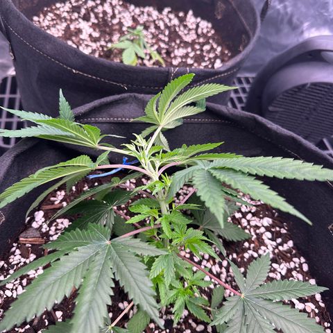 Kiyomi and 3 exotics growlog timeline photo
