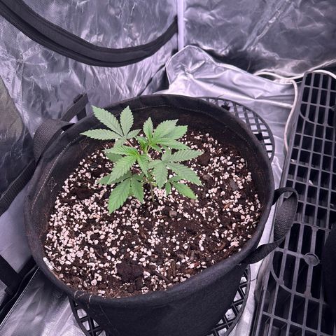 Kiyomi and 3 exotics growlog timeline photo