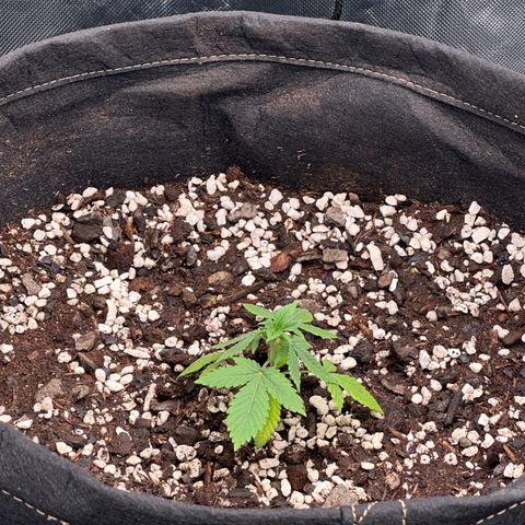 Kiyomi and 3 exotics growlog timeline photo