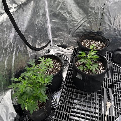 Kiyomi and 3 exotics growlog timeline photo