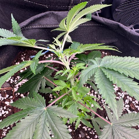 Kiyomi and 3 exotics growlog timeline photo