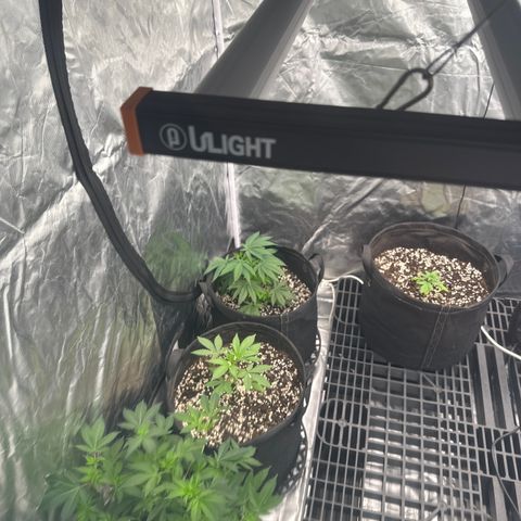 Kiyomi and 3 exotics growlog timeline photo