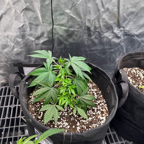 Kiyomi and 3 exotics growlog timeline photo