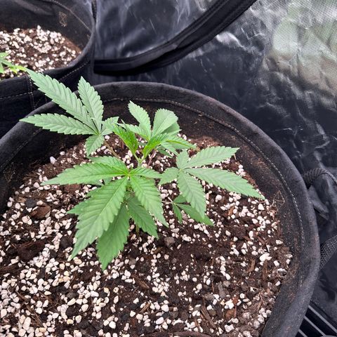 Kiyomi and 3 exotics growlog timeline photo
