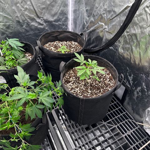 Kiyomi and 3 exotics growlog timeline photo
