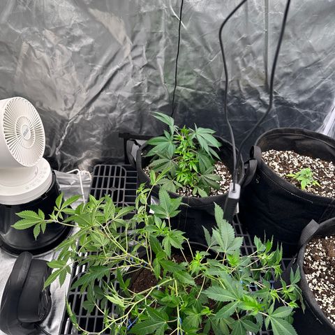 Kiyomi and 3 exotics growlog timeline photo