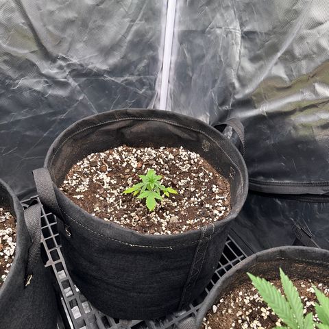 Kiyomi and 3 exotics growlog timeline photo