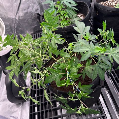 Kiyomi and 3 exotics growlog timeline photo