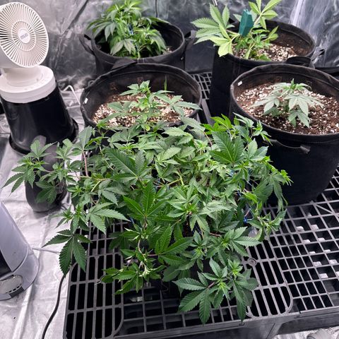 Kiyomi and 3 exotics growlog timeline photo