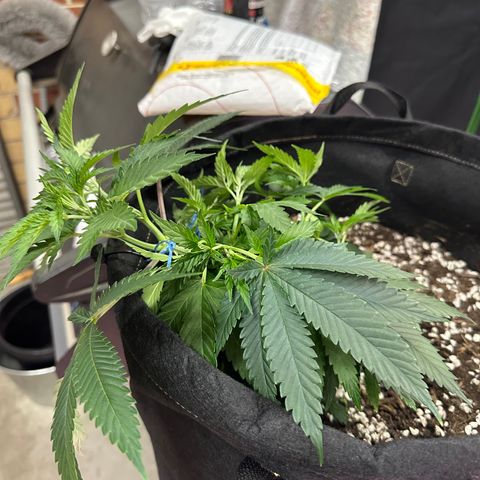 Kiyomi and 3 exotics growlog timeline photo