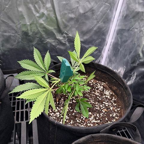 Kiyomi and 3 exotics growlog timeline photo
