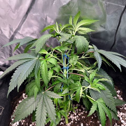 Kiyomi and 3 exotics growlog timeline photo