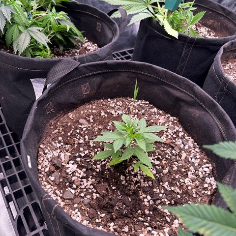 Kiyomi and 3 exotics growlog timeline photo
