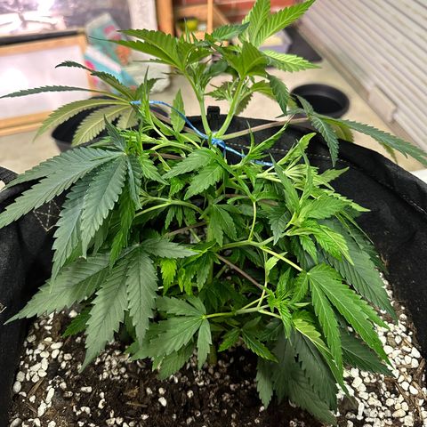 Kiyomi and 3 exotics growlog timeline photo