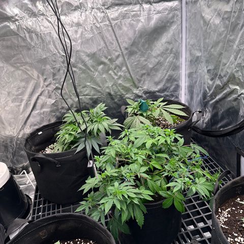 Kiyomi and 3 exotics growlog timeline photo