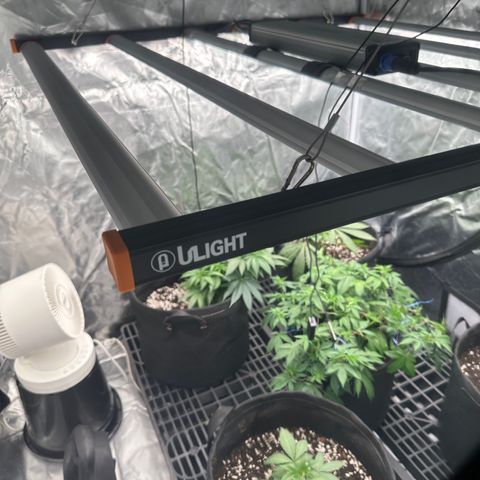 Kiyomi and 3 exotics growlog timeline photo