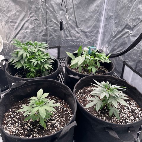 Kiyomi and 3 exotics growlog timeline photo