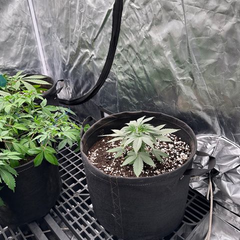 Kiyomi and 3 exotics growlog timeline photo