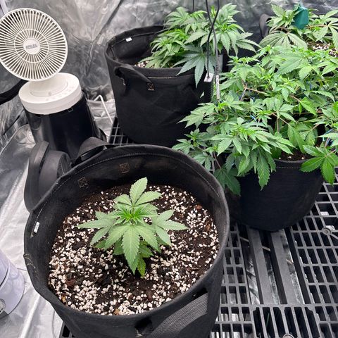 Kiyomi and 3 exotics growlog timeline photo