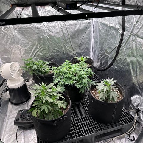Kiyomi and 3 exotics growlog timeline photo