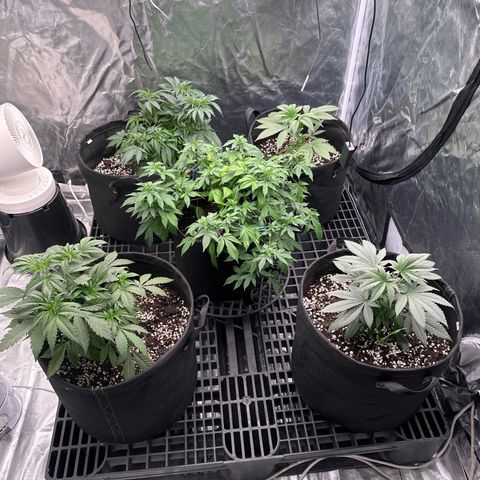 Kiyomi and 3 exotics growlog timeline photo