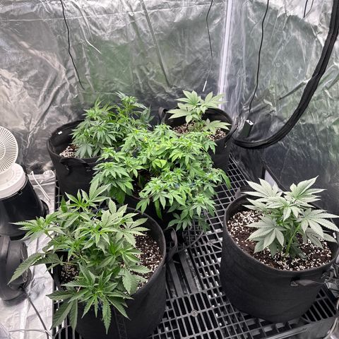 Kiyomi and 3 exotics growlog timeline photo