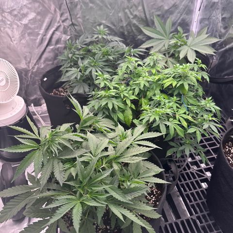 Kiyomi and 3 exotics growlog timeline photo