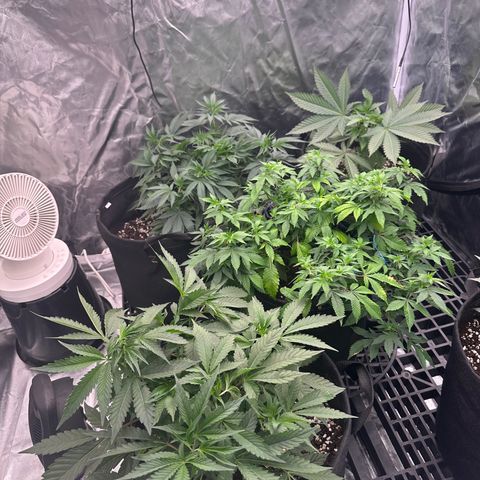 Kiyomi and 3 exotics growlog timeline photo