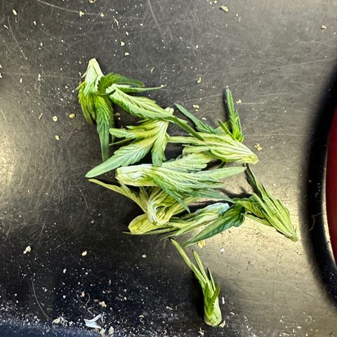 Kiyomi and 3 exotics growlog timeline photo
