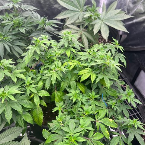 Kiyomi and 3 exotics growlog timeline photo