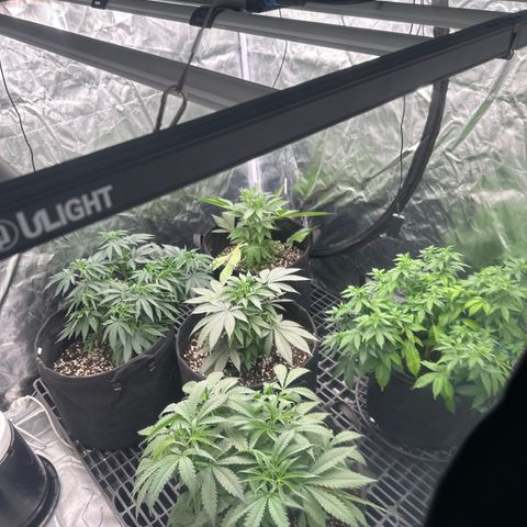 Kiyomi and 3 exotics growlog timeline photo